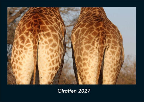 Giraffen 2027 Fotokalender DIN A4