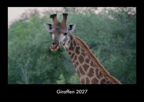 Giraffen 2027 Fotokalender DIN A3
