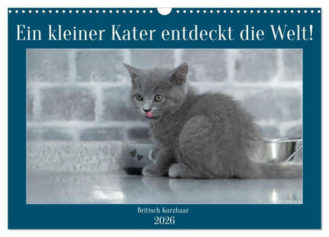 Ein kleiner Kater entdeckt die Welt! (Wandkalender 2026 DIN A3 quer), CALVENDO Monatskalender
