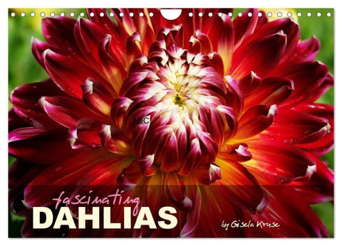 Fascinating Dahlias (Wall Calendar 2026 DIN A4 landscape), CALVENDO 12 Month Wall Calendar