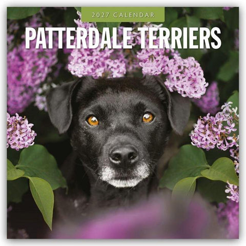 Patterdale Terriers – Patterdale Terrier – Schwarzer Terrier 2027 – 16-Monatskalender