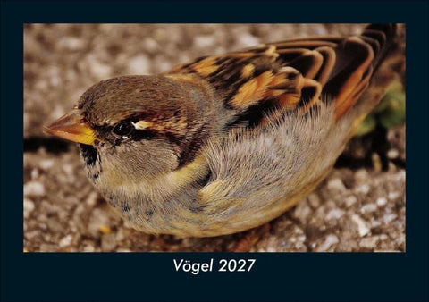 Vögel 2027 Fotokalender DIN A5