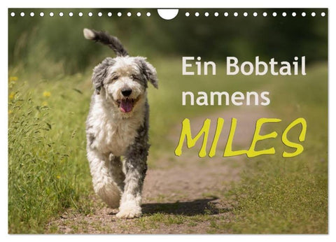 Ein Bobtail namens Miles (Wandkalender 2026 DIN A4 quer), CALVENDO Monatskalender