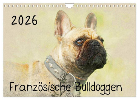 Französische Bulldoggen 2026 (Wandkalender 2026 DIN A4 quer), CALVENDO Monatskalender