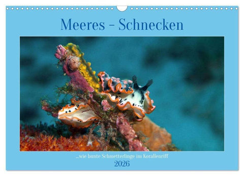 Meeres-Schnecken (Wandkalender 2026 DIN A3 quer), CALVENDO Monatskalender