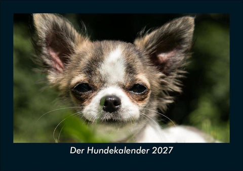 Der Hundekalender 2027 Fotokalender DIN A5