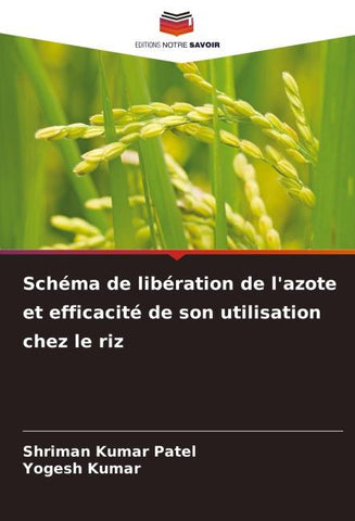 Schéma de libération de l'azote et efficacité de son utilisation chez le riz