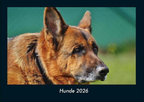 Hunde 2026 Fotokalender DIN A4
