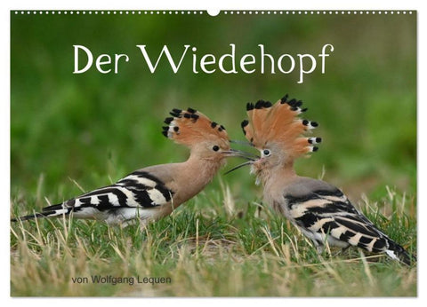 Der Wiedehopf (Wandkalender 2026 DIN A2 quer), CALVENDO Monatskalender