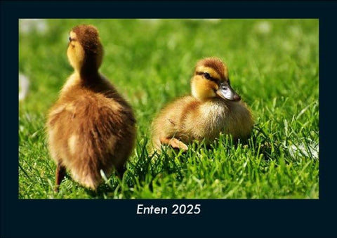 Enten 2025 Fotokalender DIN A5
