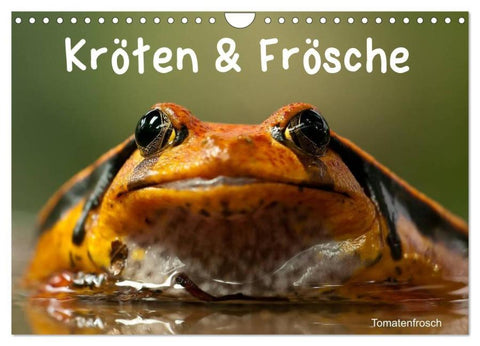 Kröten & Frösche (Wandkalender 2026 DIN A4 quer), CALVENDO Monatskalender