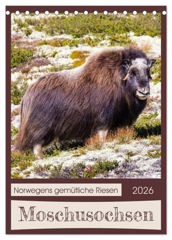 Moschusochsen - Norwegens gemütliche Riesen (Tischkalender 2026 DIN A5 hoch), CALVENDO Monatskalender