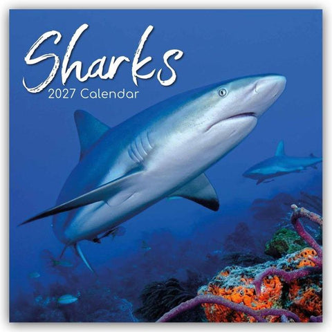 Sharks – Haie 2027 – 16-Monatskalender