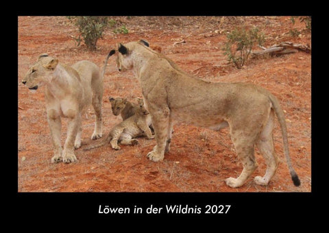 Löwen in der Wildnis 2027 Fotokalender DIN A3