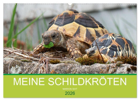 Meine Schildkröten (Wandkalender 2026 DIN A2 quer), CALVENDO Monatskalender
