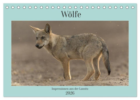 Wölfe, Impressionen aus der Lausitz (Tischkalender 2026 DIN A5 quer), CALVENDO Monatskalender