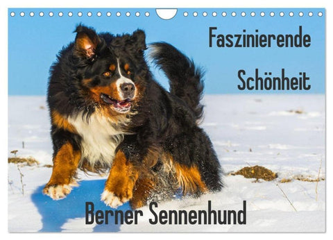 Faszinierende Schönheit Berner Sennenhund (Wandkalender 2026 DIN A4 quer), CALVENDO Monatskalender