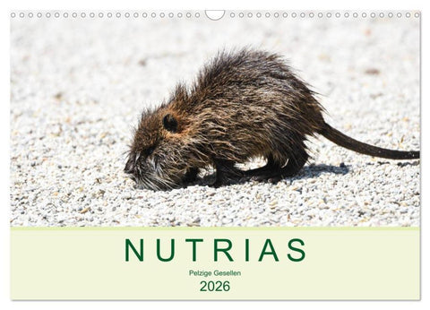 NUTRIAS - Pelzige Gesellen (Wandkalender 2026 DIN A3 quer), CALVENDO Monatskalender