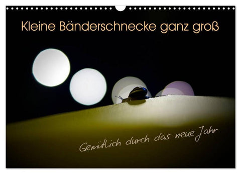 Kleine Bänderschnecke ganz groß - Gemütlich durch das neue Jahr (Wandkalender 2026 DIN A3 quer), CALVENDO Monatskalender