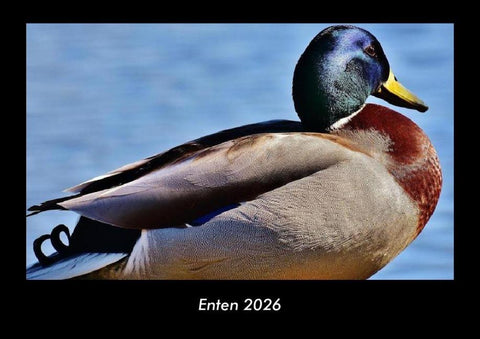 Enten 2026 Fotokalender DIN A3