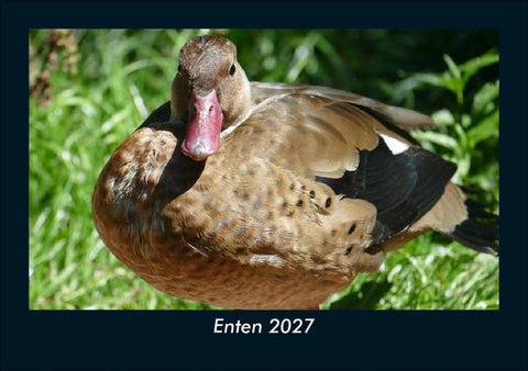 Enten 2027 Fotokalender DIN A5