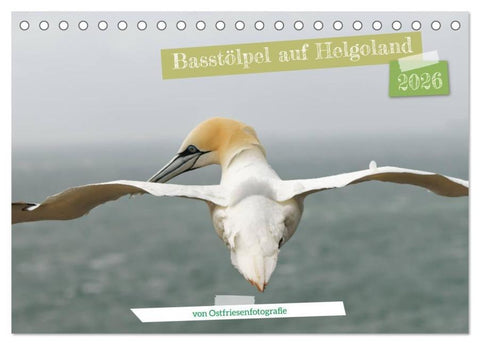 Basstölpel auf Helgoland - von Ostfriesenfotografie (Tischkalender 2026 DIN A5 quer), CALVENDO Monatskalender