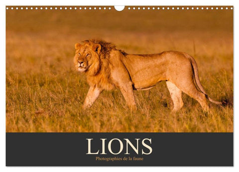 Lions – Photographies de la faune (Calendrier mural 2026 DIN A3 vertical), CALVENDO calendrier mensuel