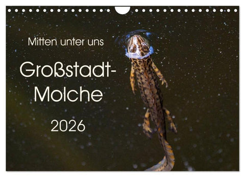 Mitten unter uns - Großstadt-Molche (Wandkalender 2026 DIN A4 quer), CALVENDO Monatskalender