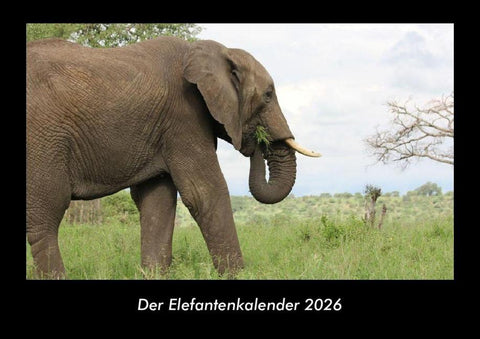 Der Elefantenkalender 2026 Fotokalender DIN A3
