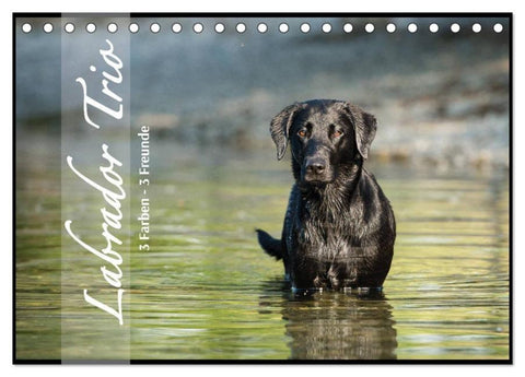 Labrador Trio - 3 Farben, 3 Freunde (Tischkalender 2026 DIN A5 quer), CALVENDO Monatskalender