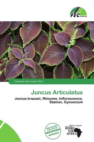 Juncus Articulatus