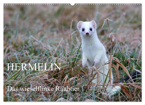 Hermelin - das wieselflinke Raubtier (Wandkalender 2026 DIN A2 quer), CALVENDO Monatskalender