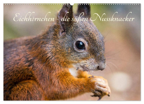 Eichhörnchen - die süßen Nussknacker (Wandkalender 2026 DIN A2 quer), CALVENDO Monatskalender