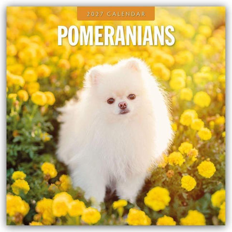 Pomeranians – Zwergspitz – Pomeranian Zwergspitz 2027 – 16-Monatskalender