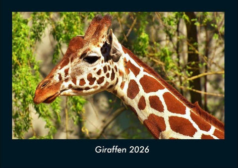 Giraffen 2026 Fotokalender DIN A4