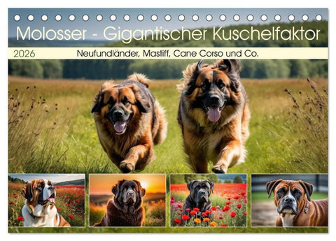 Molosser - Gigantischer Kuschelfaktor (Tischkalender 2026 DIN A5 quer), CALVENDO Monatskalender