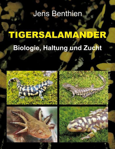 Tigersalamander