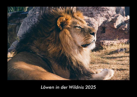Löwen in der Wildnis 2025 Fotokalender DIN A3