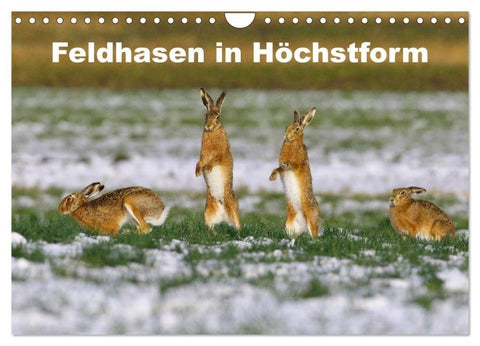 Feldhasen in Höchstform (Wandkalender 2026 DIN A4 quer), CALVENDO Monatskalender