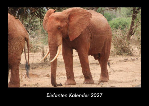 Elefanten Kalender 2027 Fotokalender DIN A3