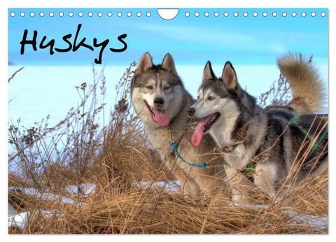 Huskys (Wandkalender 2026 DIN A4 quer), CALVENDO Monatskalender
