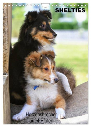 SHELTIES Herzensbrecher auf 4 Pfoten (Wandkalender 2026 DIN A4 hoch), CALVENDO Monatskalender