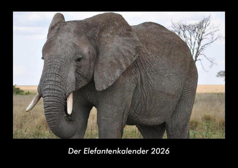 Der Elefantenkalender 2026 Fotokalender DIN A3