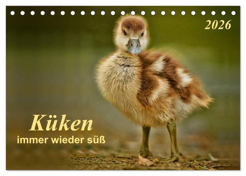 Küken - immer wieder süß (Tischkalender 2026 DIN A5 quer), CALVENDO Monatskalender