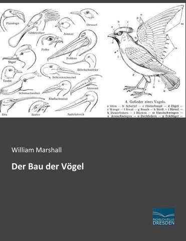 Der Bau der Vögel