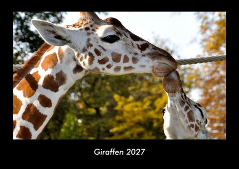 Giraffen 2027 Fotokalender DIN A3