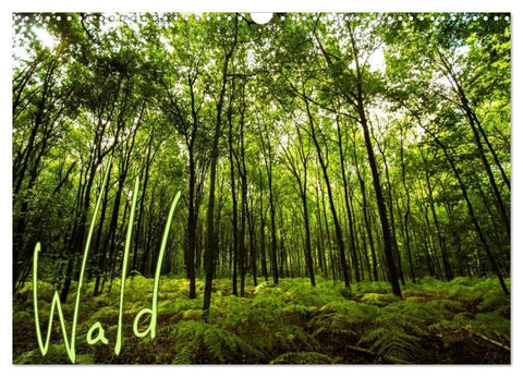 Wald (Wandkalender 2026 DIN A3 quer), CALVENDO Monatskalender