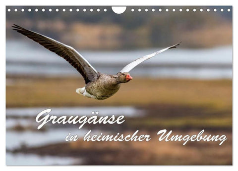Graugänse in heimischer Umgebung (Wandkalender 2026 DIN A4 quer), CALVENDO Monatskalender