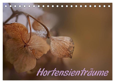 Hortensienträume (Tischkalender 2026 DIN A5 quer), CALVENDO Monatskalender