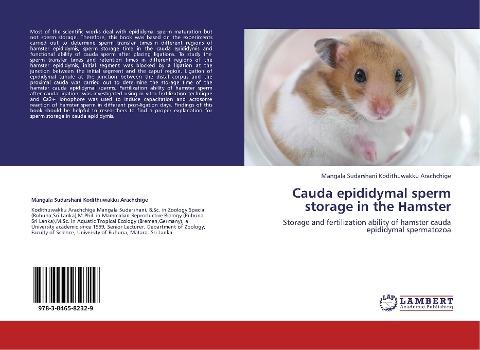 Cauda epididymal sperm storage in the Hamster